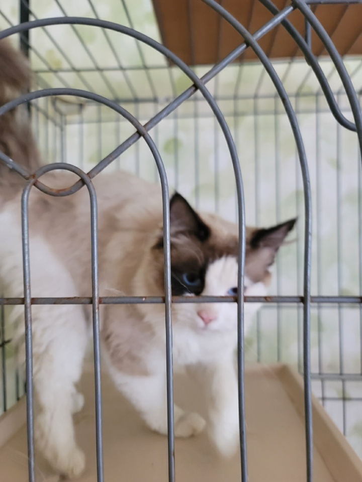 괴산증평동물보호센터_443446202400109
