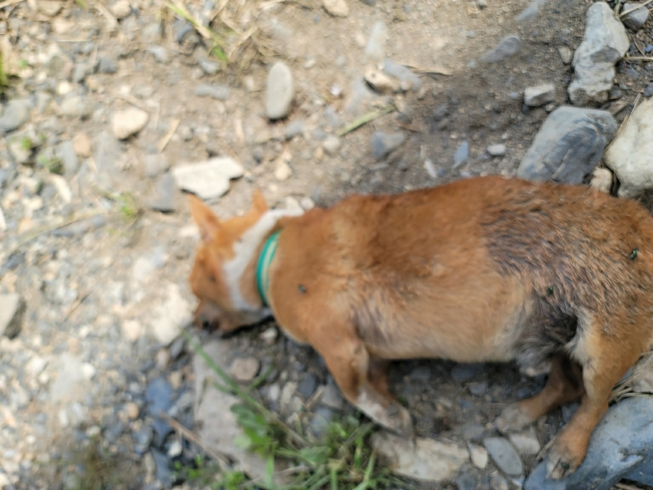 괴산증평동물보호센터_443446202400108