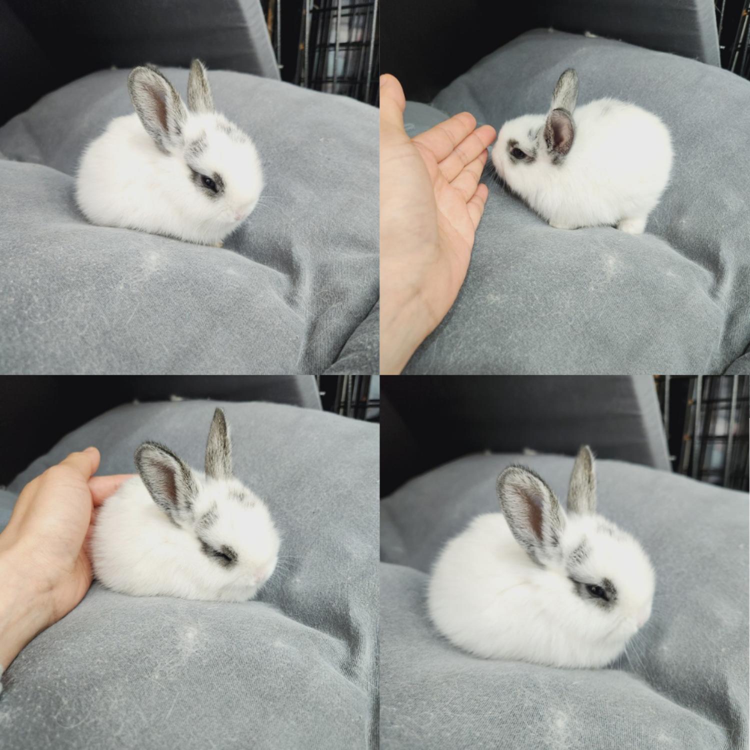 반려동물 입양센터_447508202400639