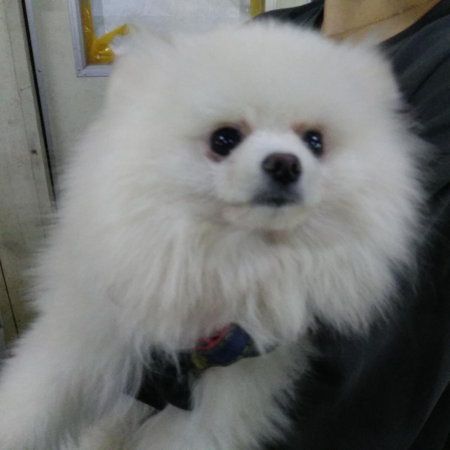 인천광역시수의사회_428353202400355