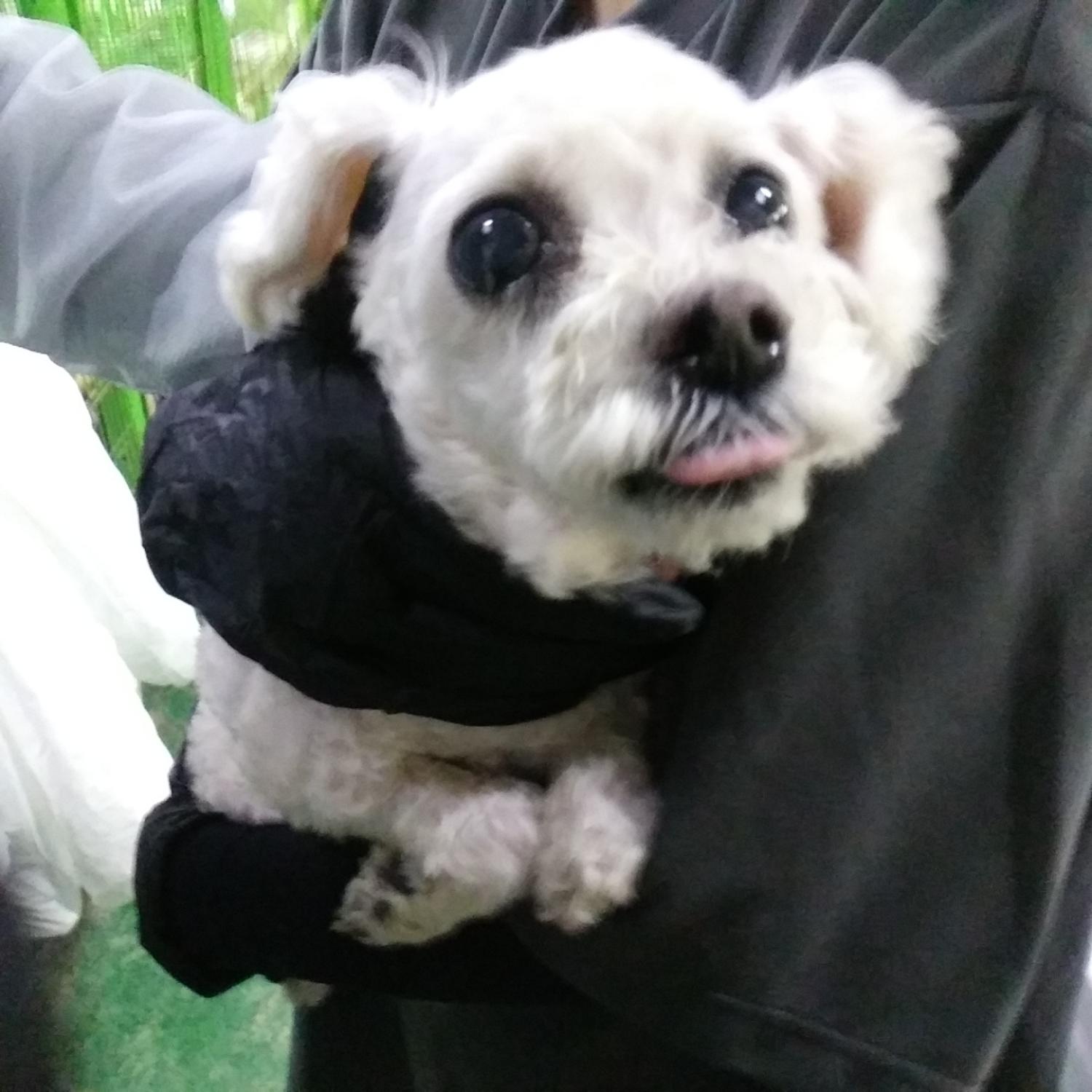 인천광역시수의사회_428352202400172