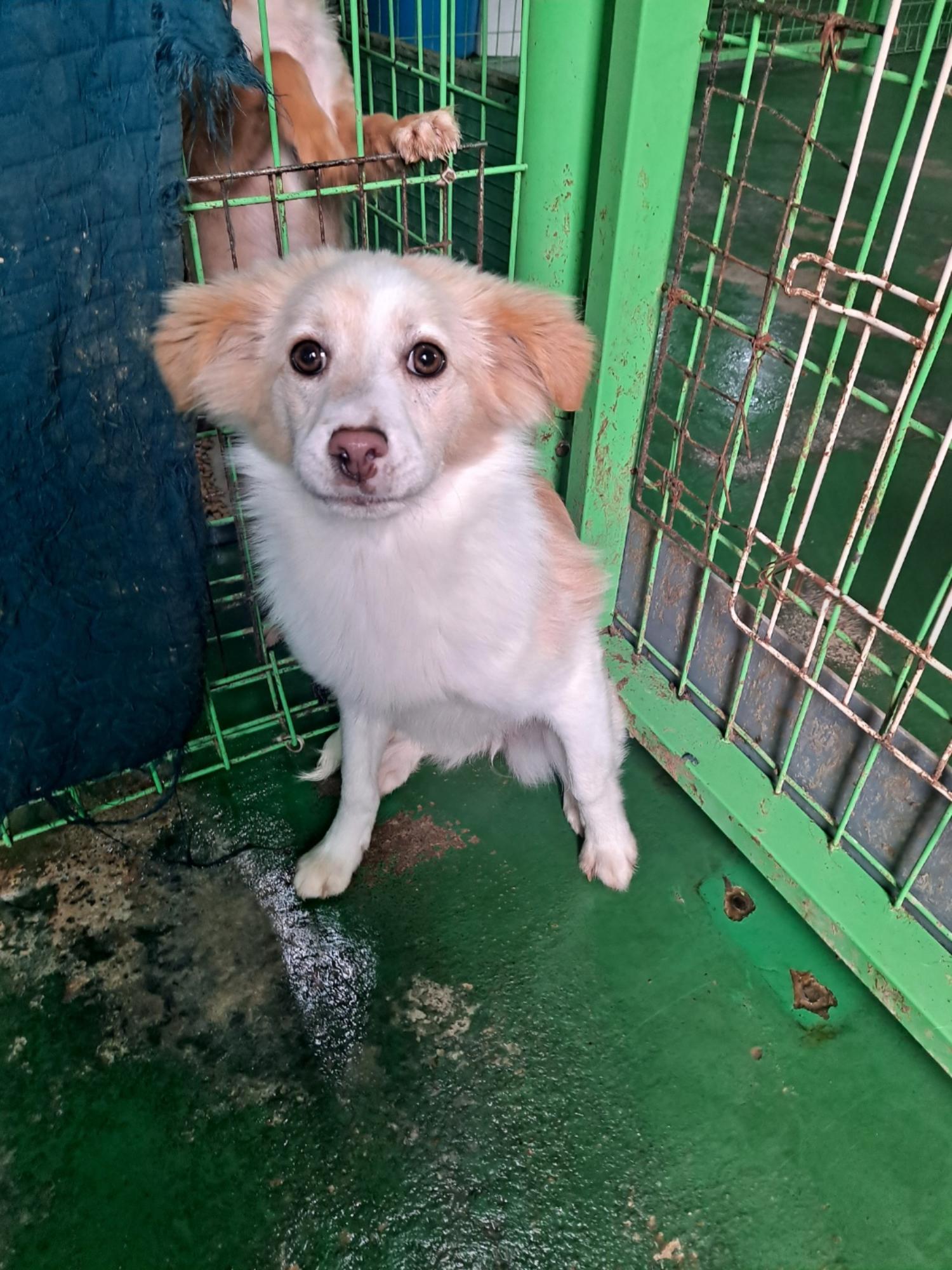 거제시유기동물보호소_448537202400681