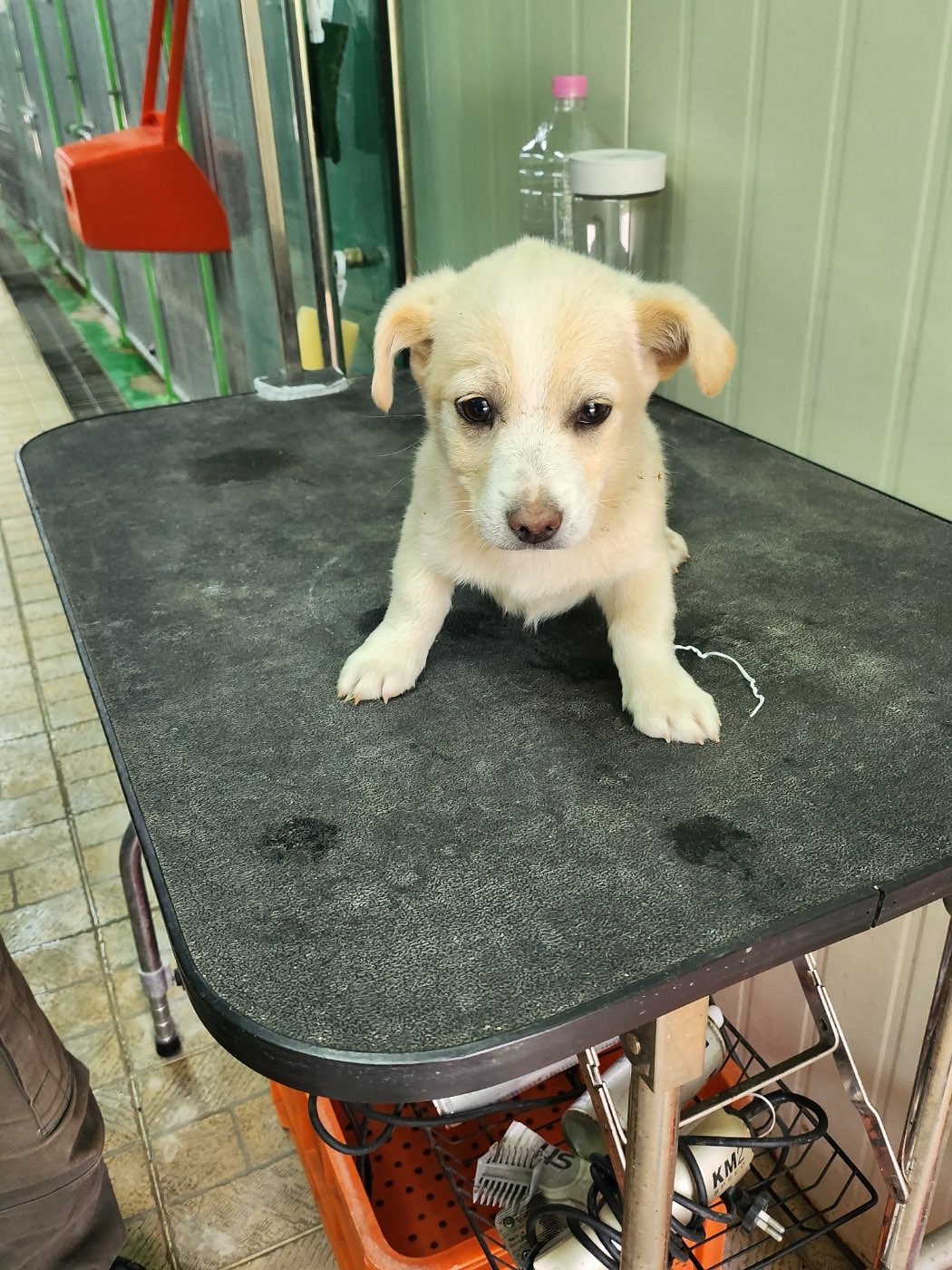 영주시 동물보호센터_447509202400125