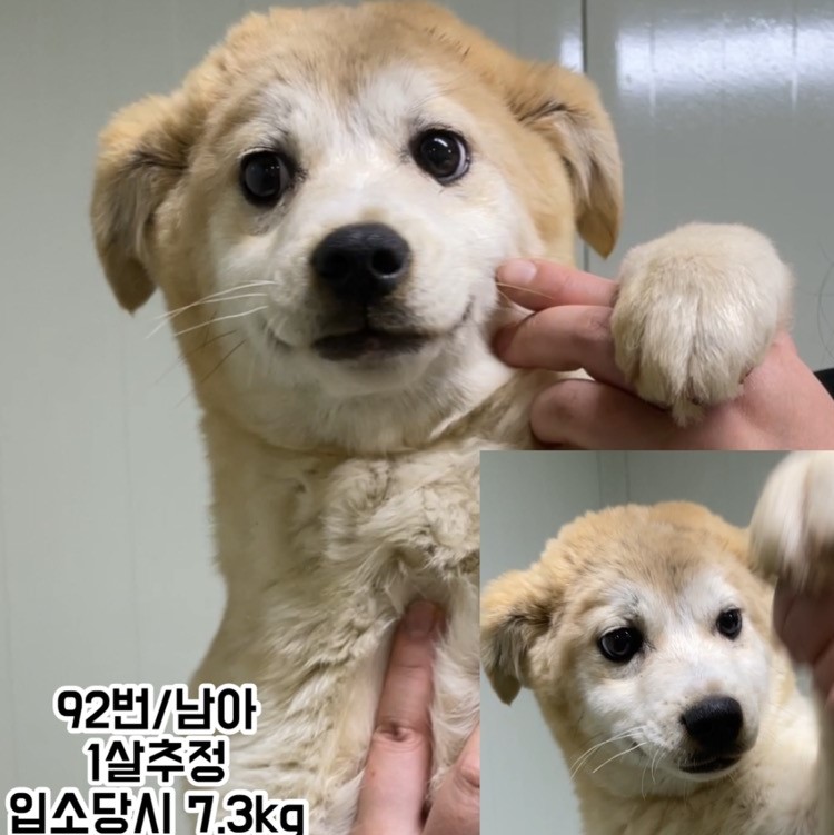 보호중 믹스견의 가…