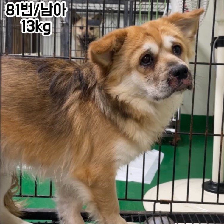 공주시 동물보호소_444450202400162