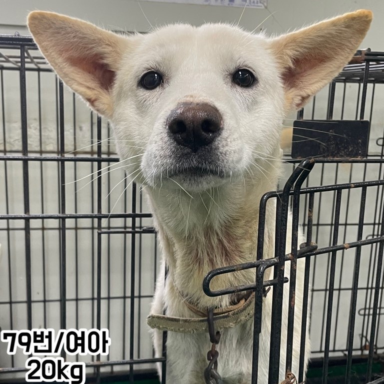 보호중 믹스견의 가…