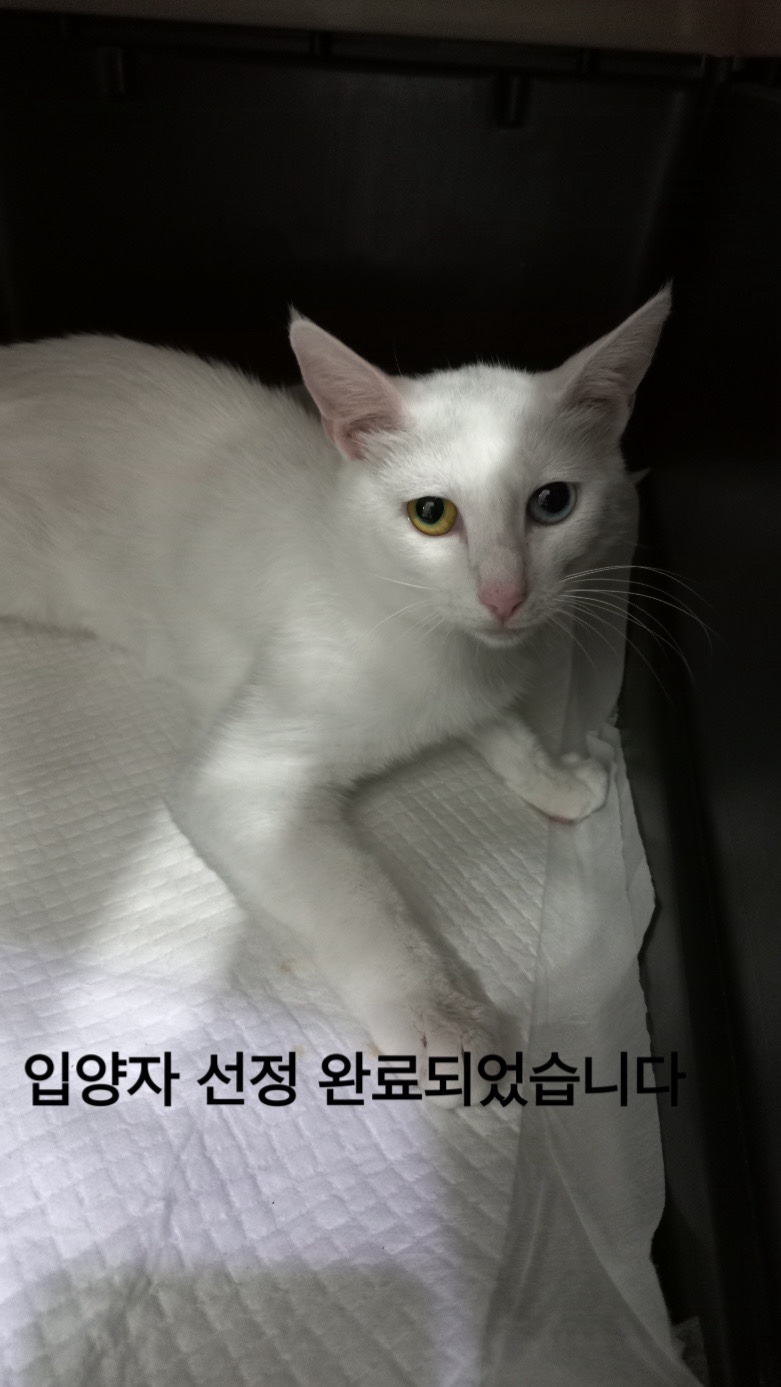 멘토동물병원_427346202400397
