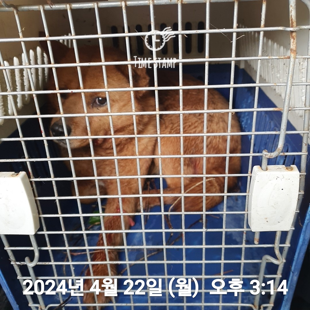 보호중 믹스견의 가…