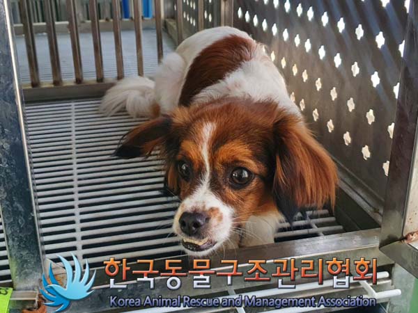한국동물구조관리협회_441406202400662