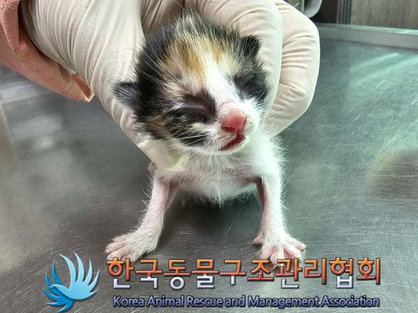 한국동물구조관리협회_411303202400159