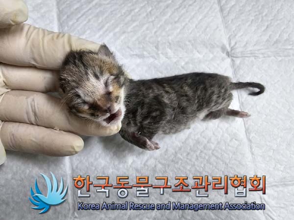 한국동물구조관리협회_441560202400437