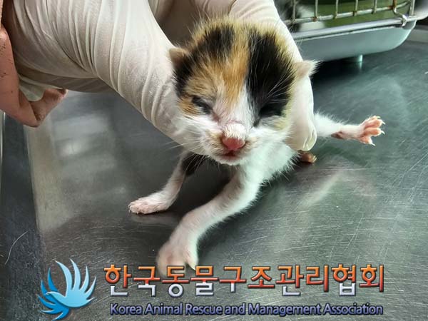한국동물구조관리협회_411303202400158