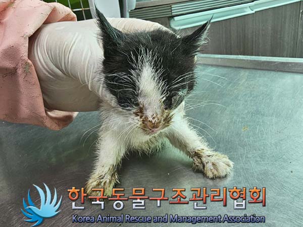 한국동물구조관리협회_411311202400283
