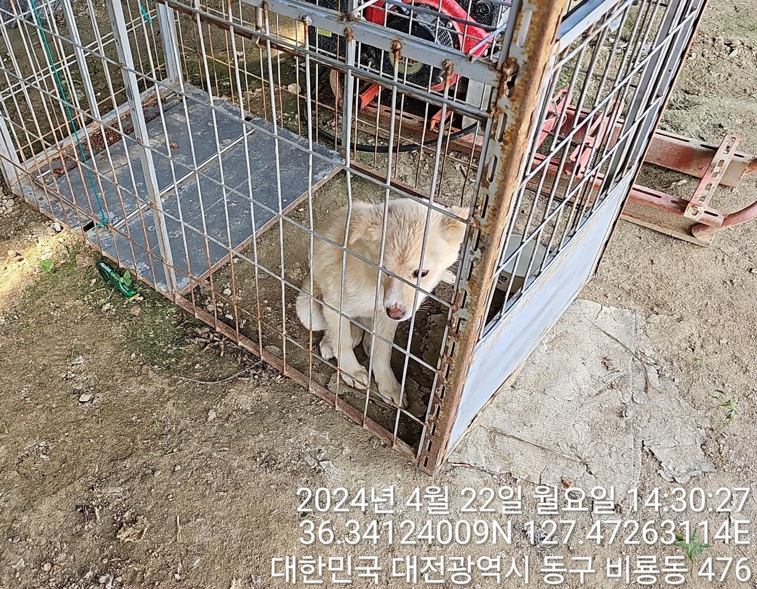 대전동물보호센터_430364202400107