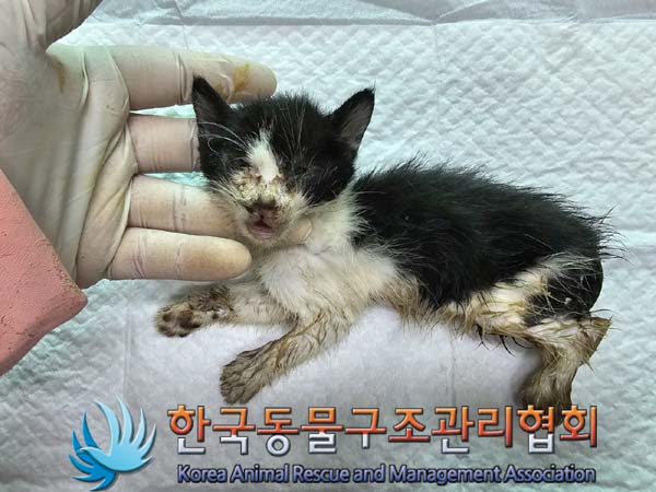 종료(자연사) 한국…