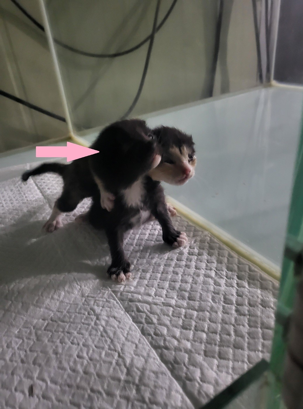종료(자연사) 한국…