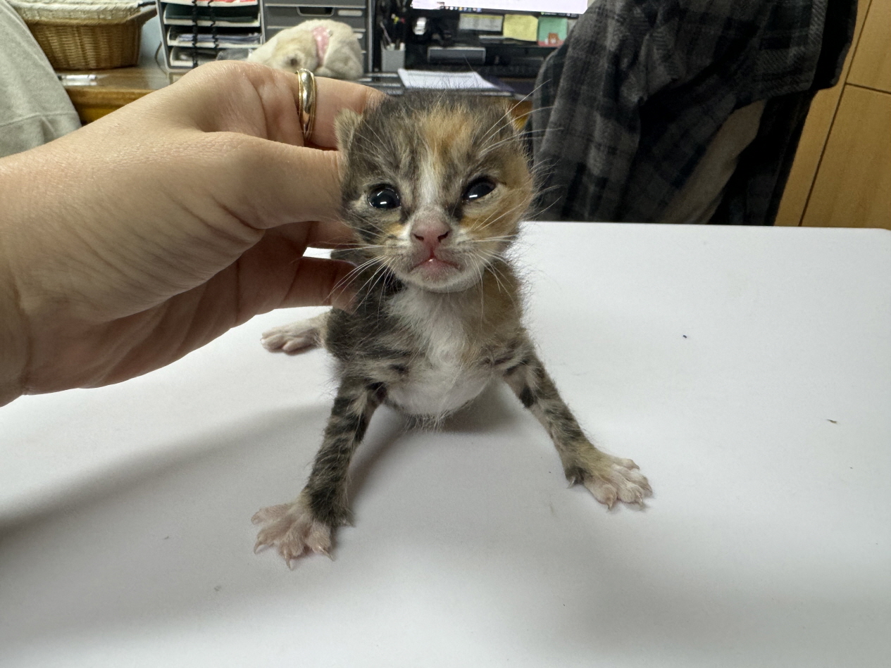 광주 동물보호소_429361202400151