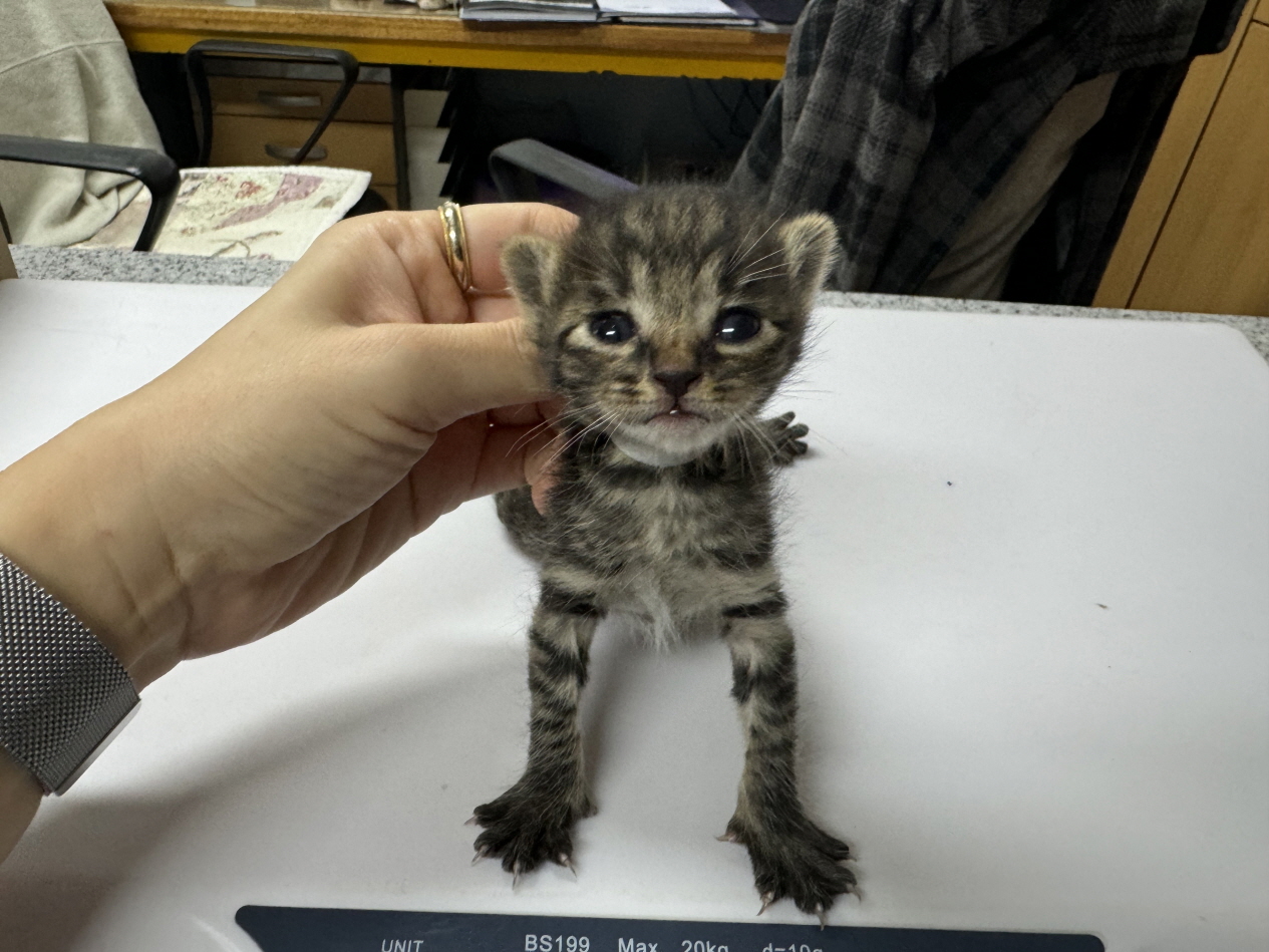 광주 동물보호소_429361202400150
