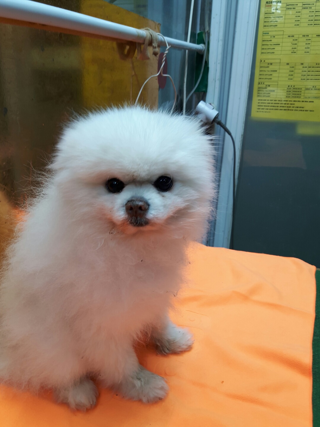 강남동물병원_431370202400213