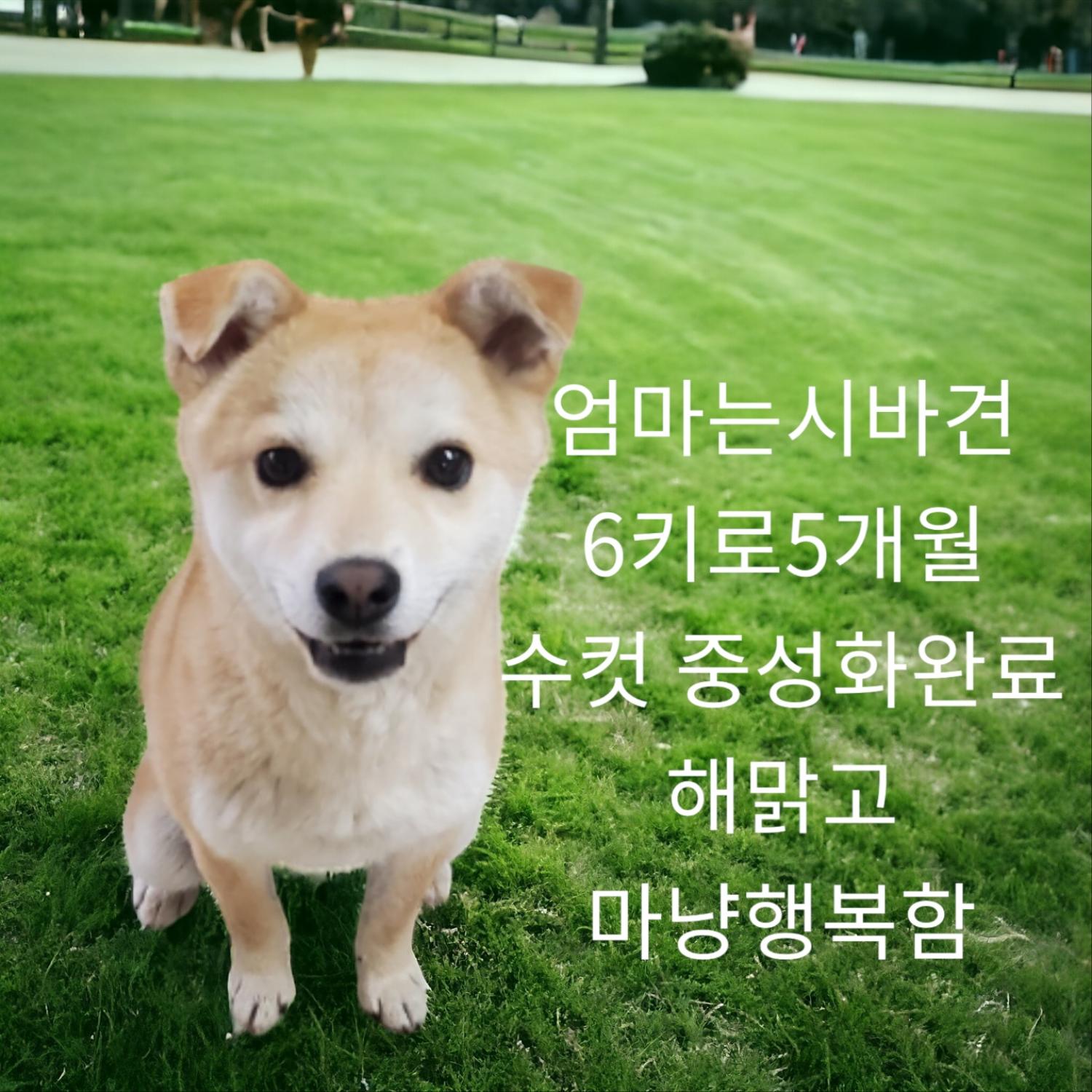 종료(입양) 시바견…