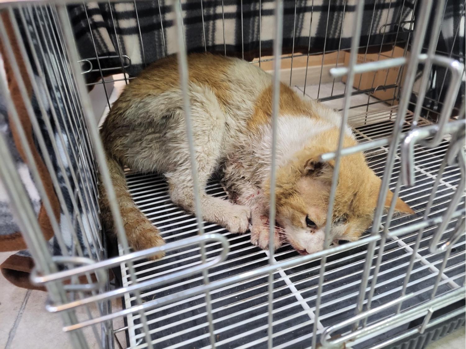 고양시동물보호센터_441394202400814
