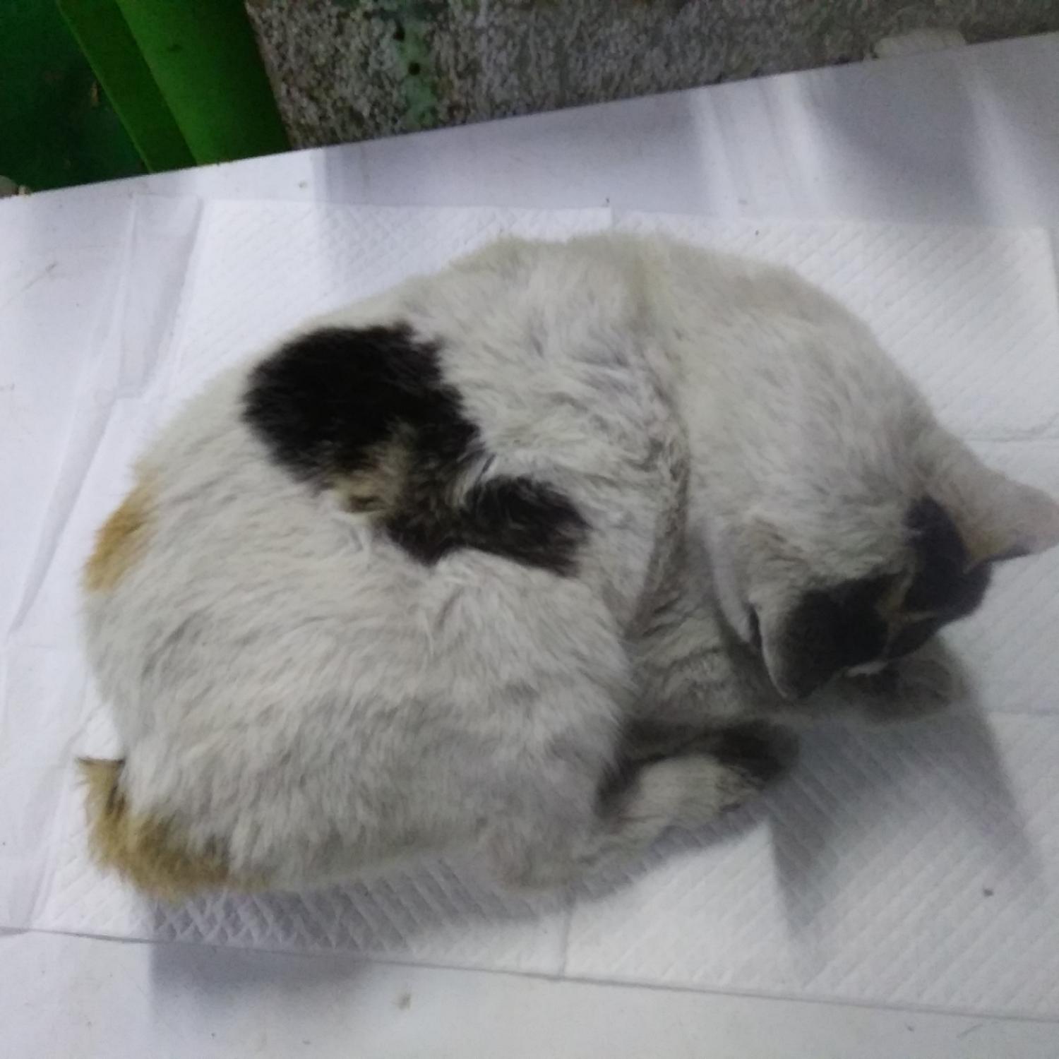 종료(자연사) 한국…