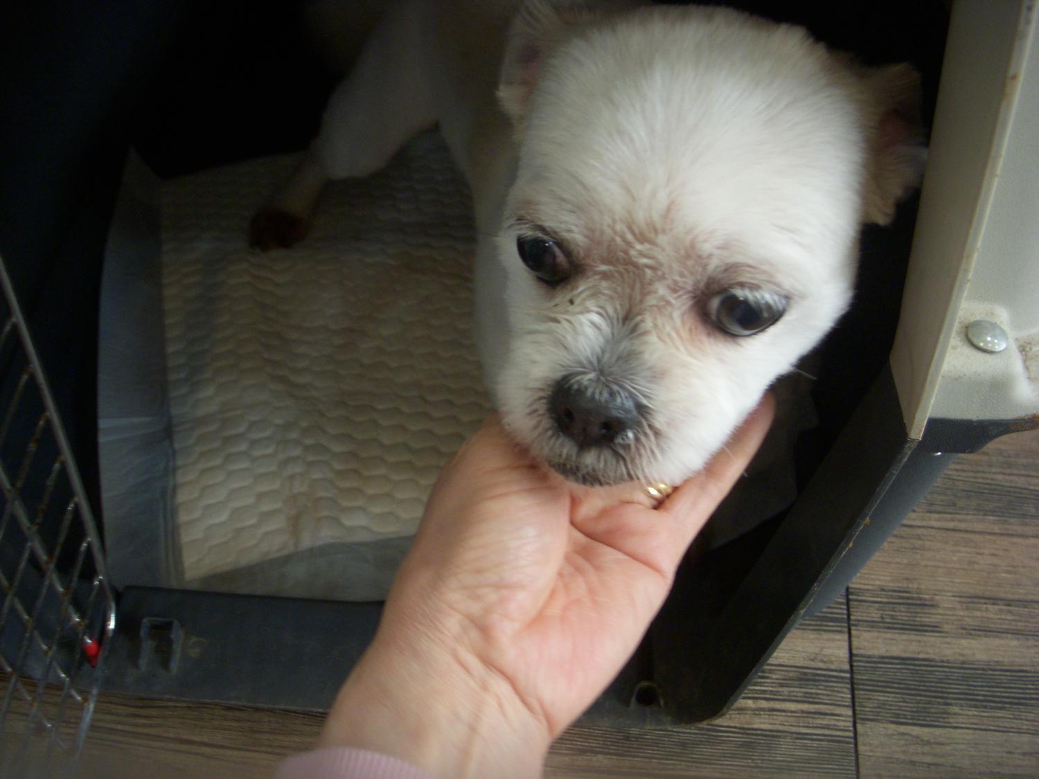 오산 유기동물보호소_441400202400079