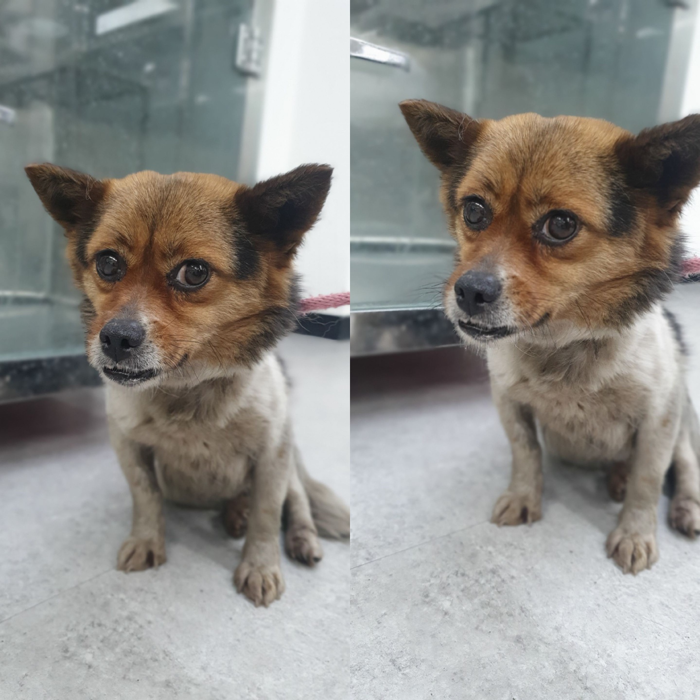 경주동물사랑보호센터_447505202400355