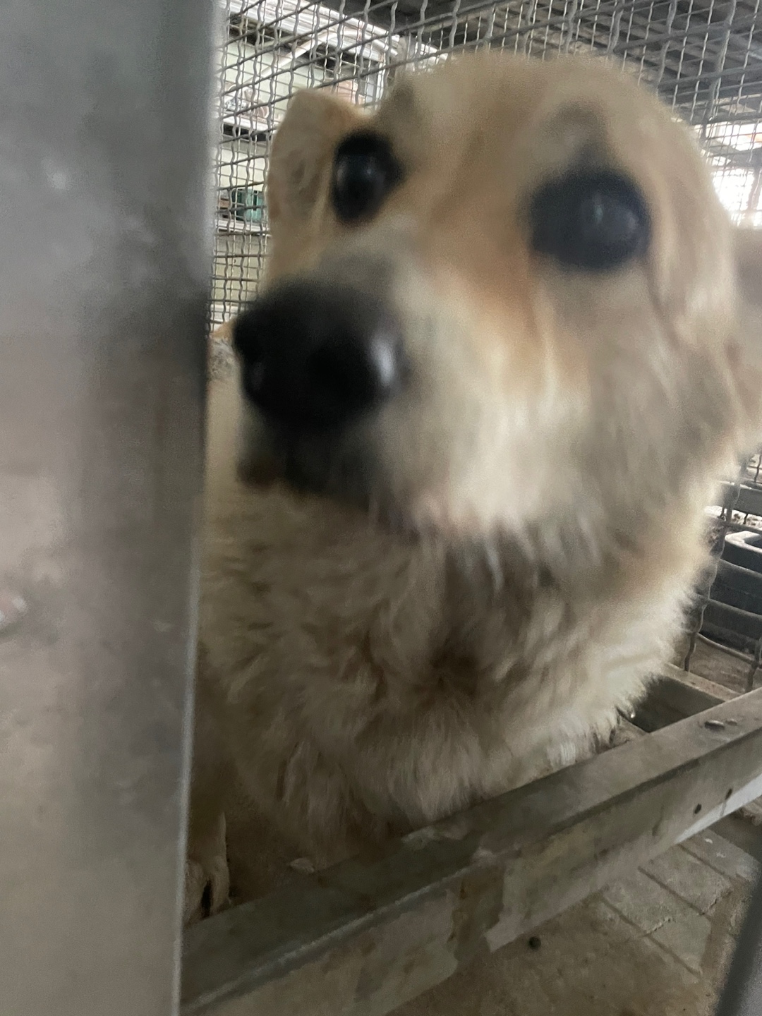 남양동물보호센터_441553202401558