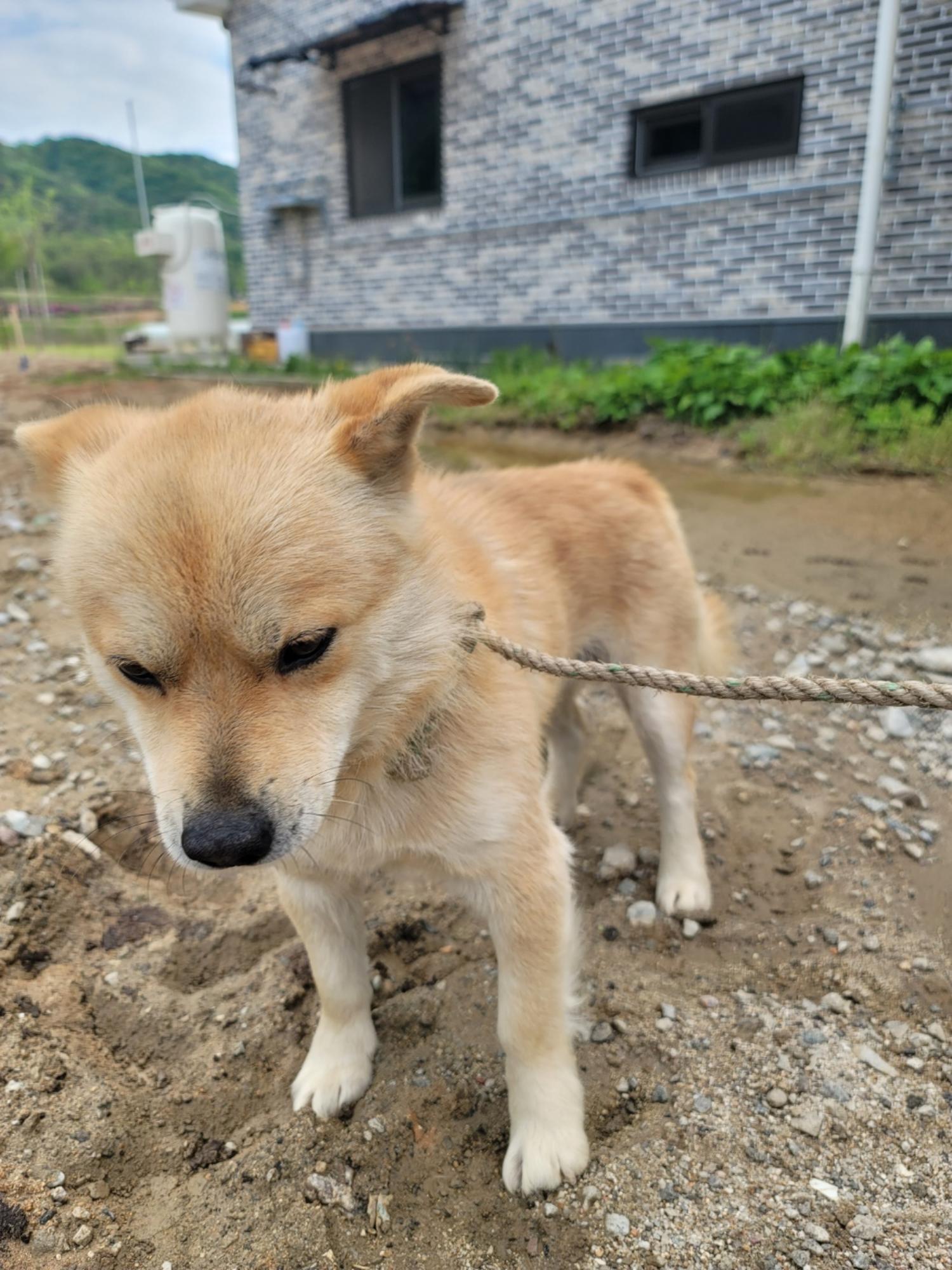증평 가정견 훈련소_443445202400220