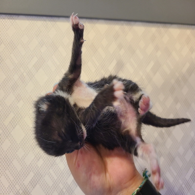 동부유기동물보호협회_426333202400383