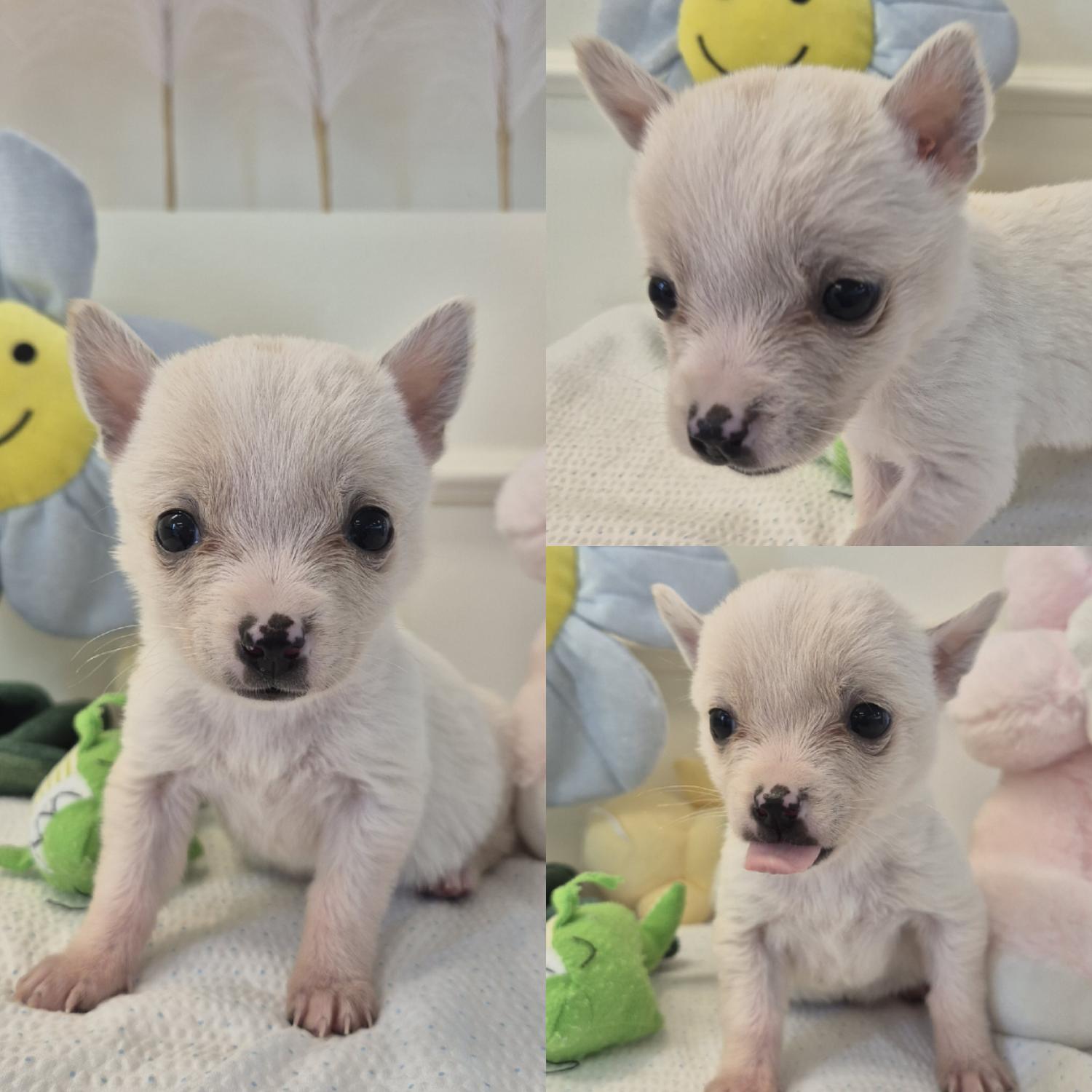 경주동물사랑보호센터_447505202400359