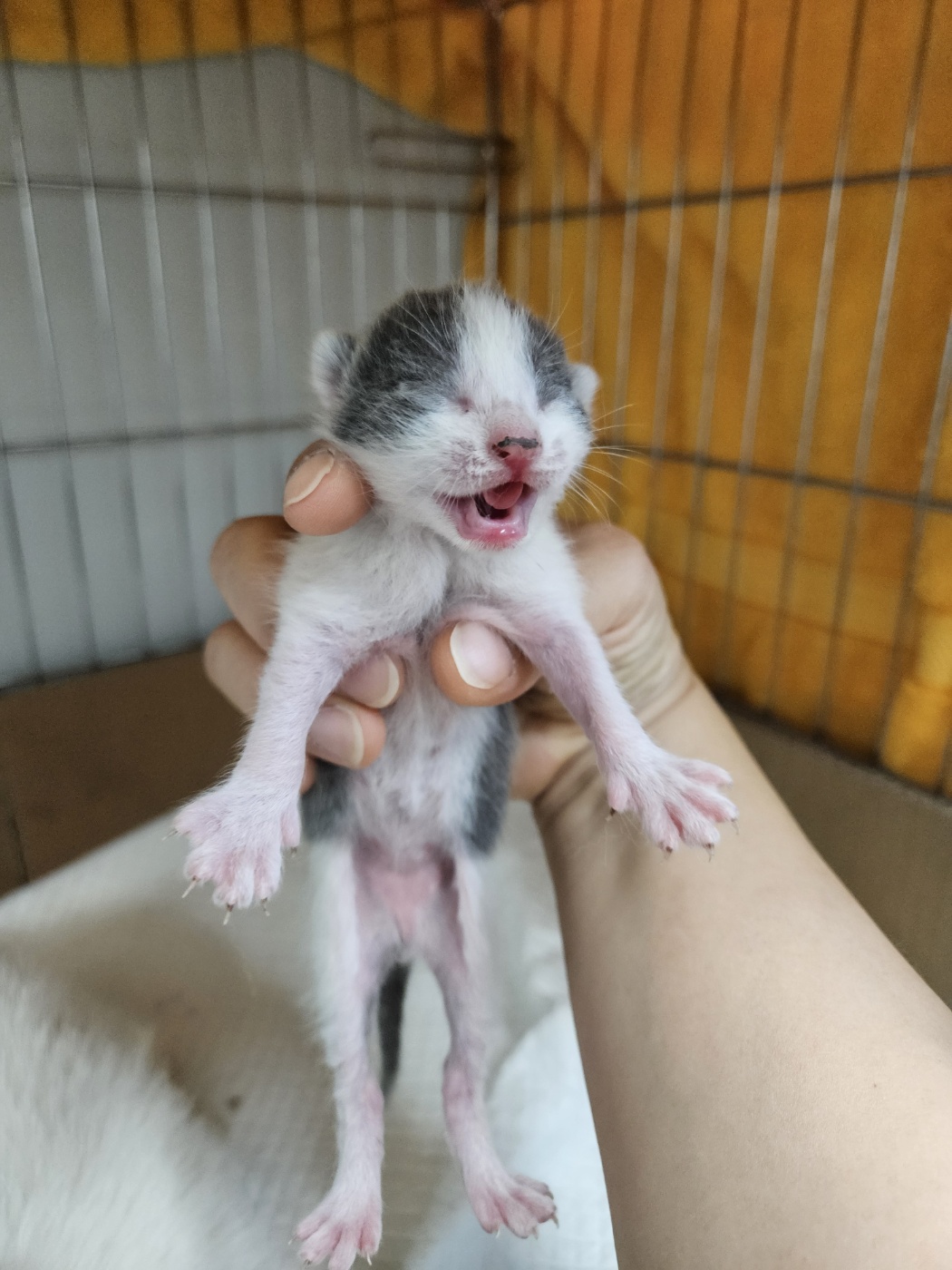 아산동물복지지원센터_444452202401341