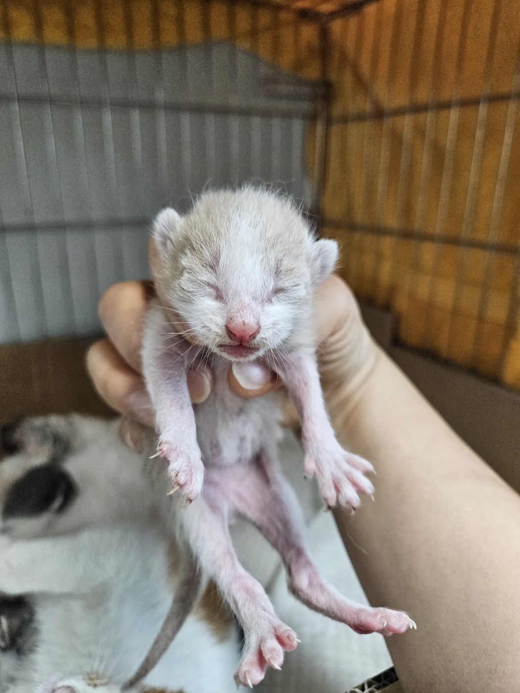 아산동물복지지원센터_444452202401342