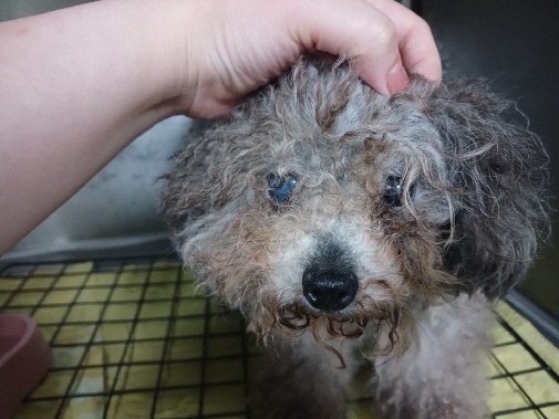 전북 전주 서전주중학교에서  토이 푸들 발견 보호