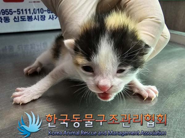한국동물구조관리협회_411309202400078