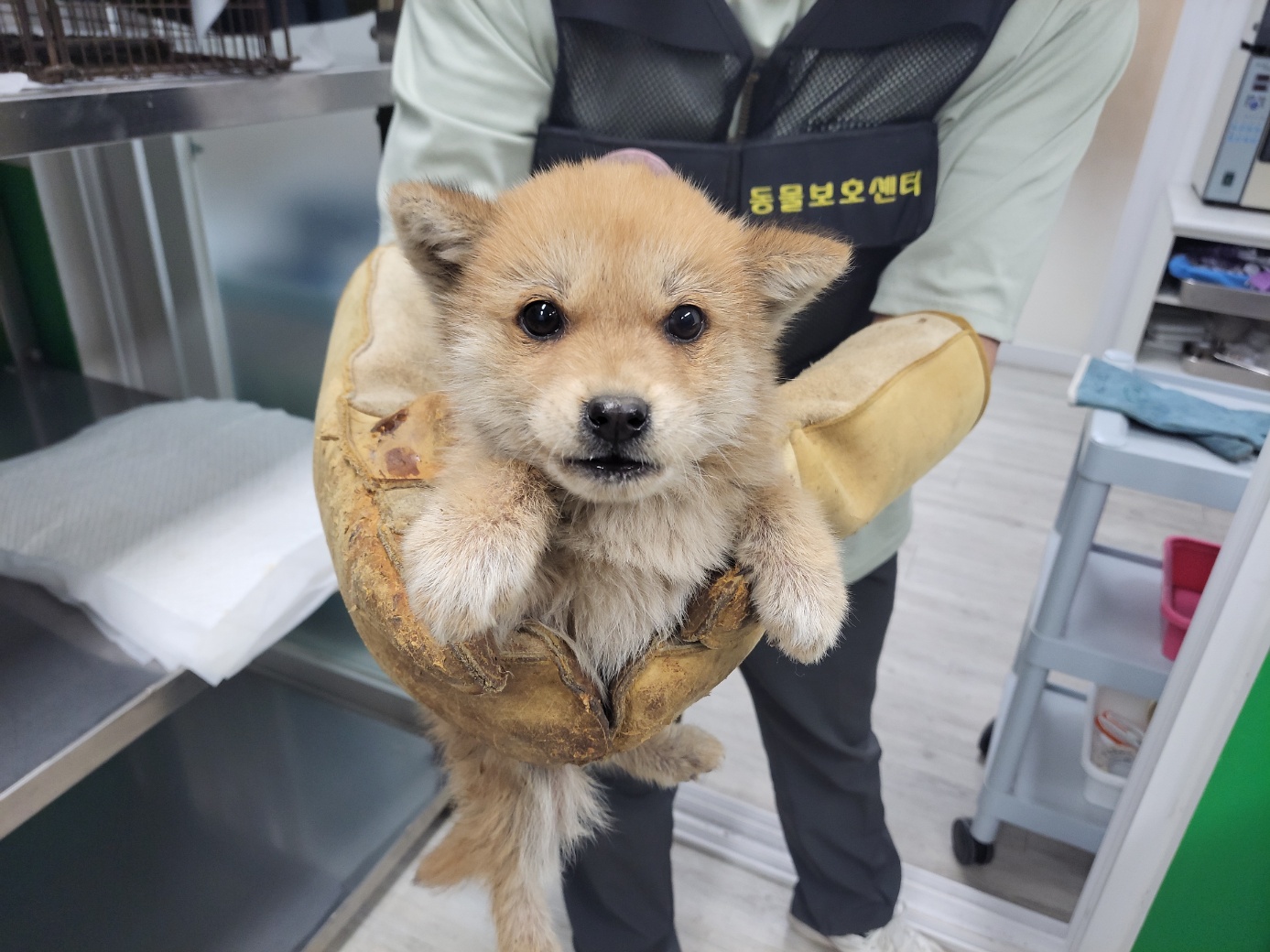 고양시동물보호센터_441394202400825