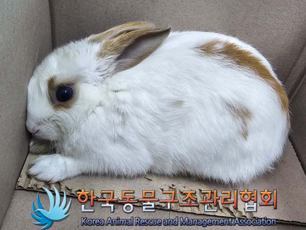 종료(입양) 토끼의…