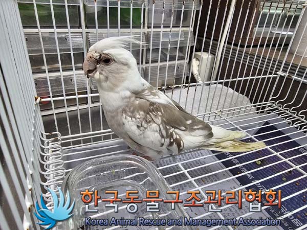 종료(입양) 왕관앵…