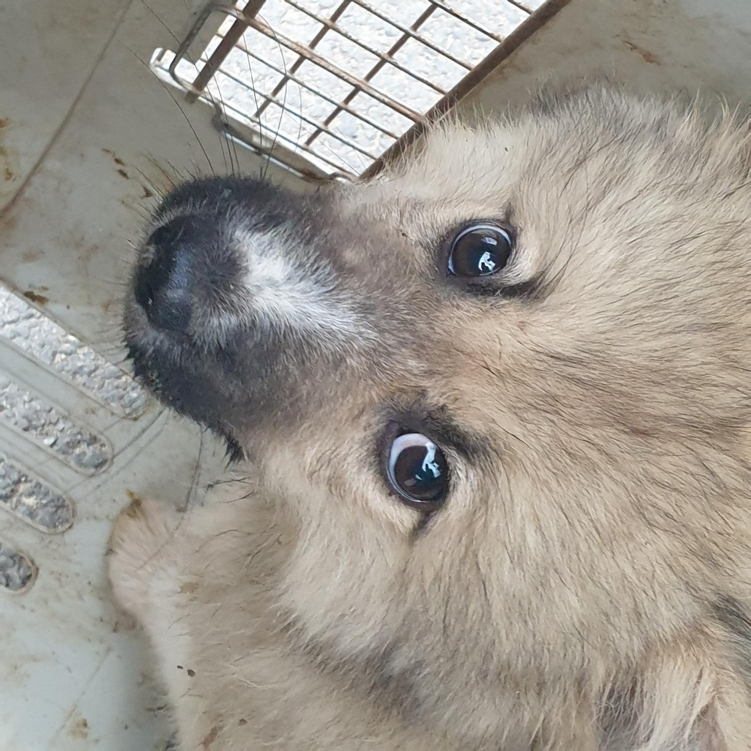 남양동물보호센터_441553202401589