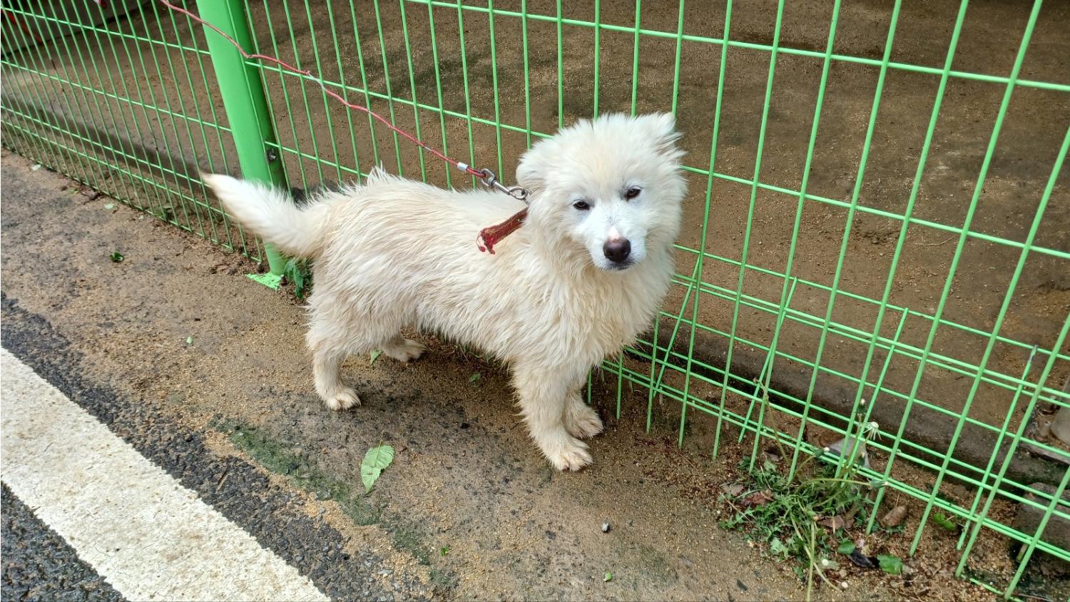 청도군동물보호소_447519202400187