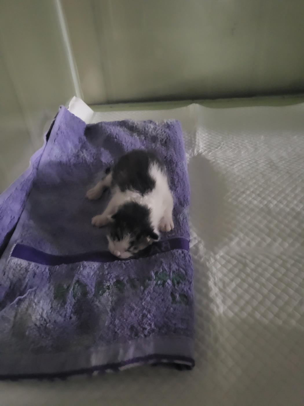 (사)하얀비둘기_426334202400105