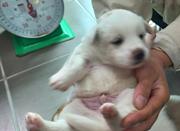 남부여동물보호소_444457202400351