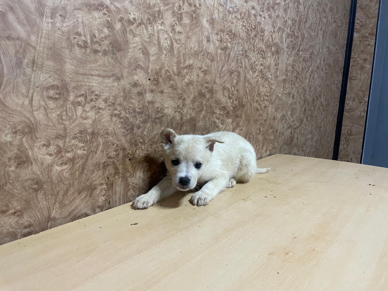 순천시유기동물보호소_446482202400186