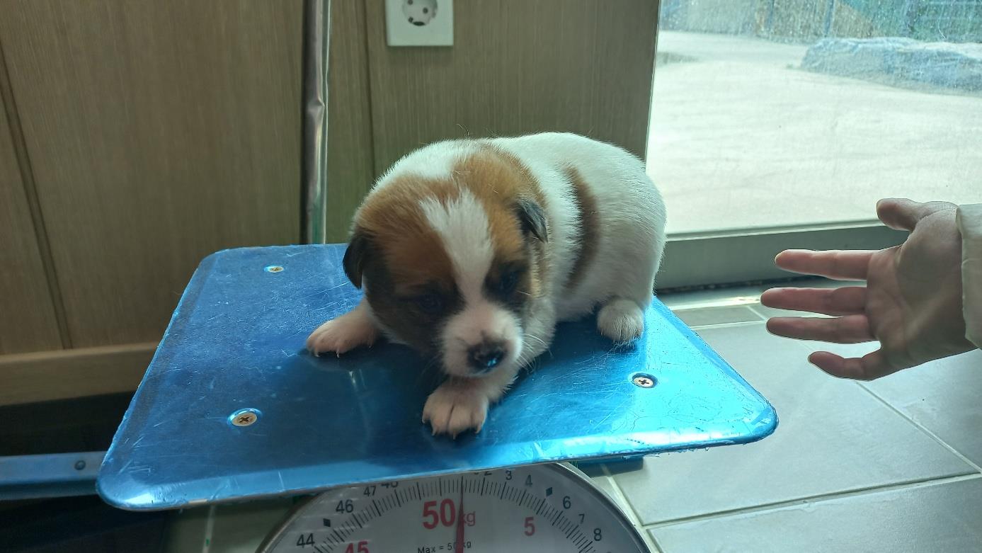 남부여동물보호소_444457202400350
