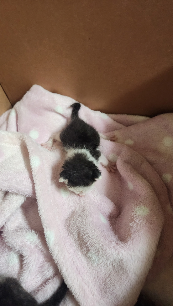 익산유기동물보호소_445468202401036