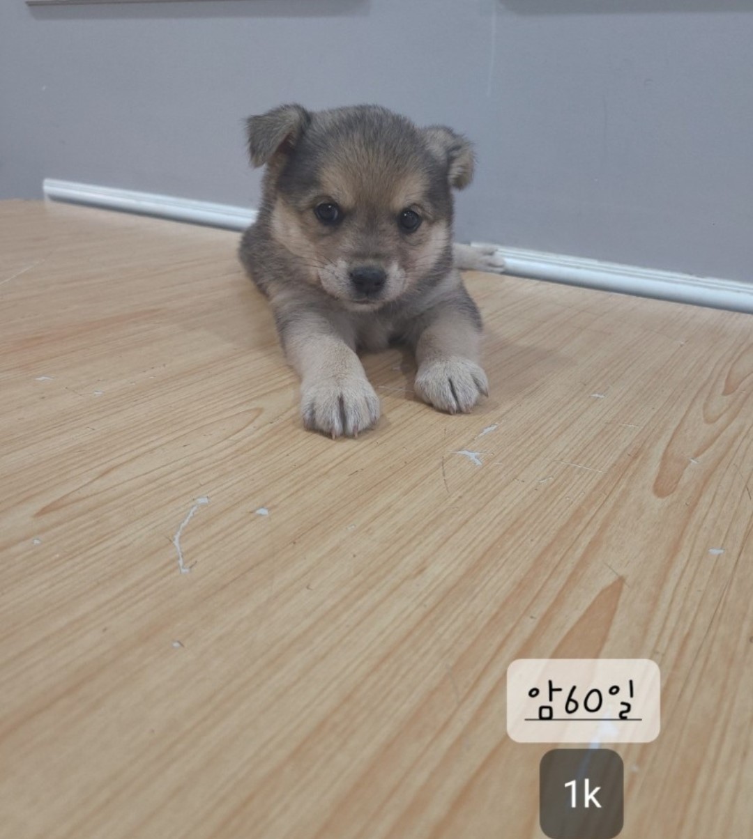 옥천동물병원_443443202400419