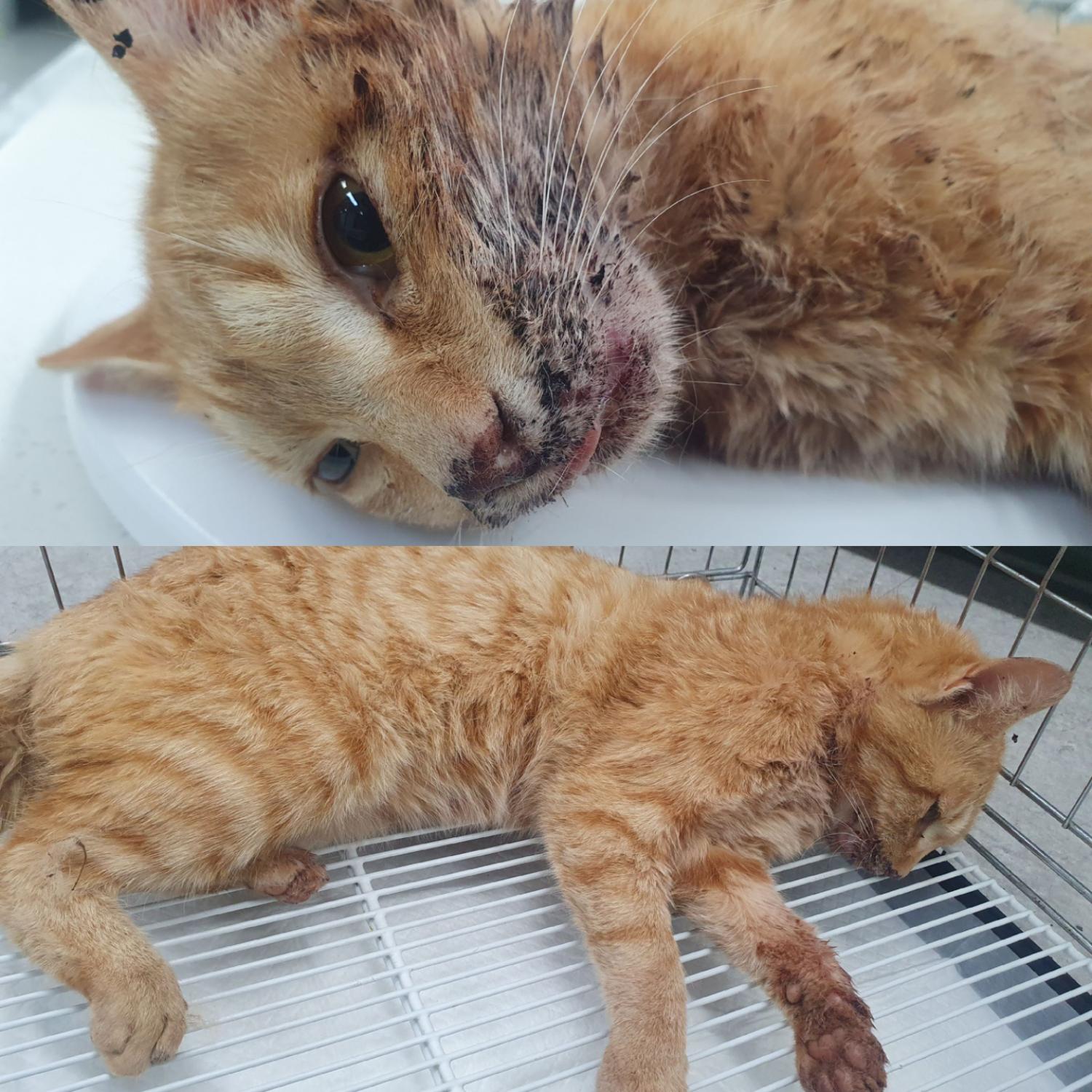 종료(자연사) 한국…