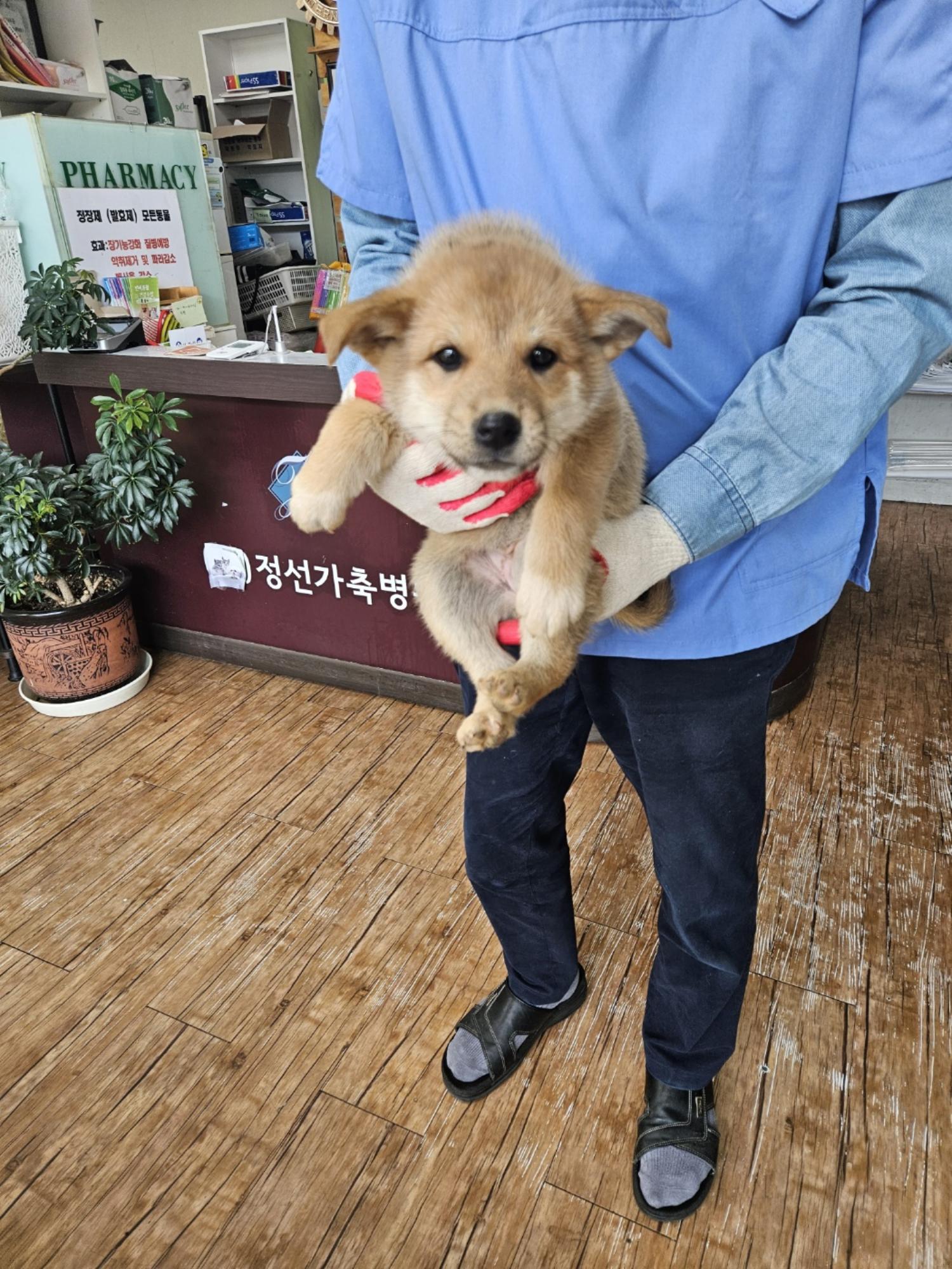 정선가축병원_442429202400384