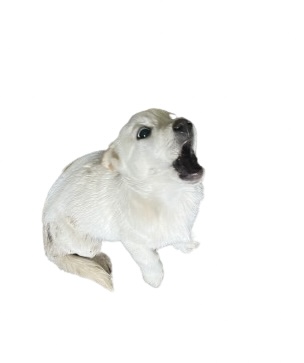 의령군 동물보호센터_448539202400127